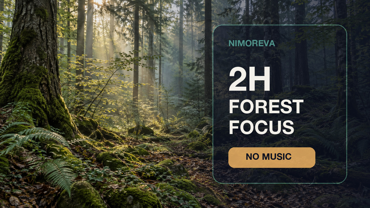 Sunlight passing through a dense green forest